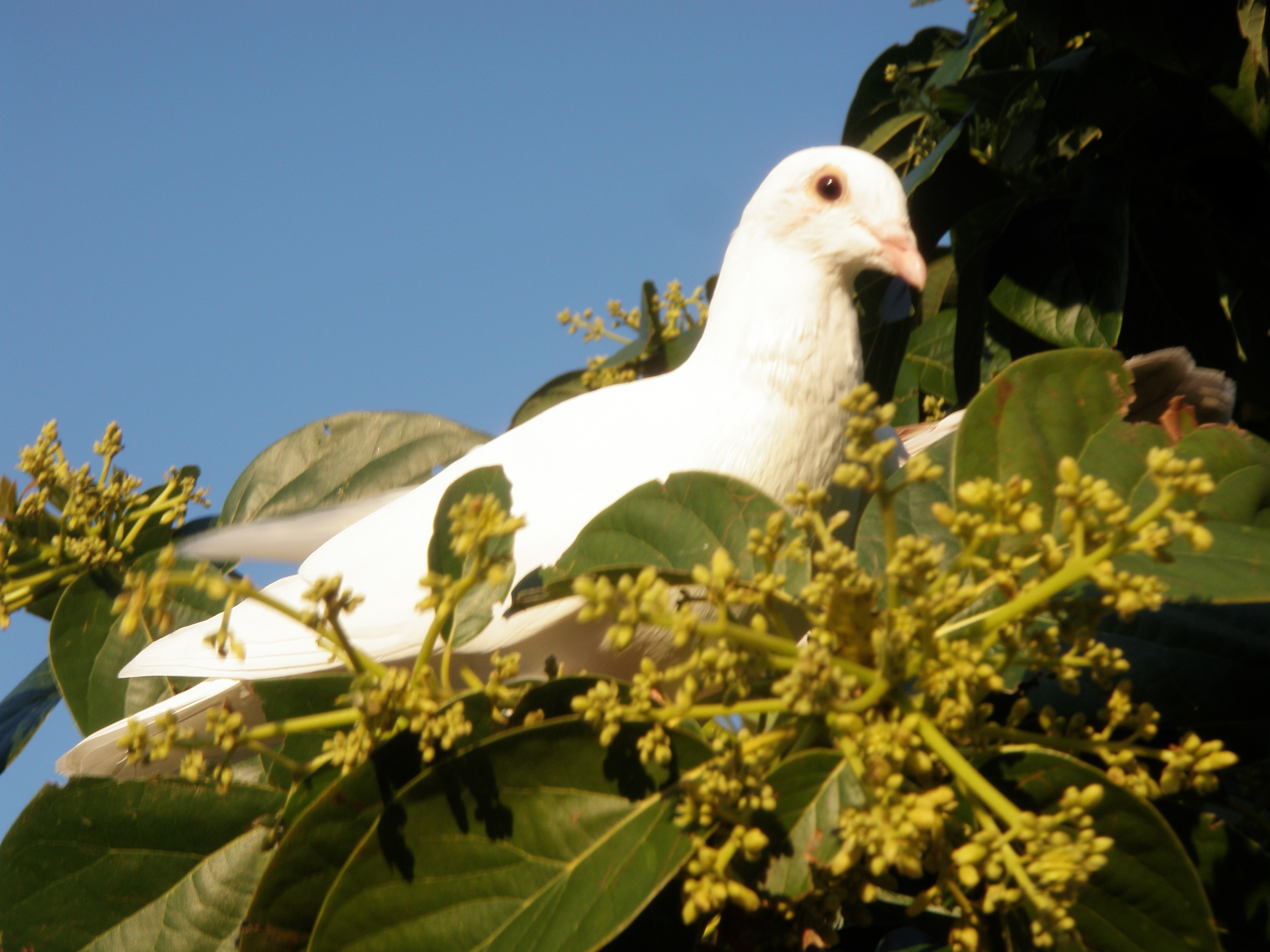 Dove Release Fort Lauderdale Poetry
